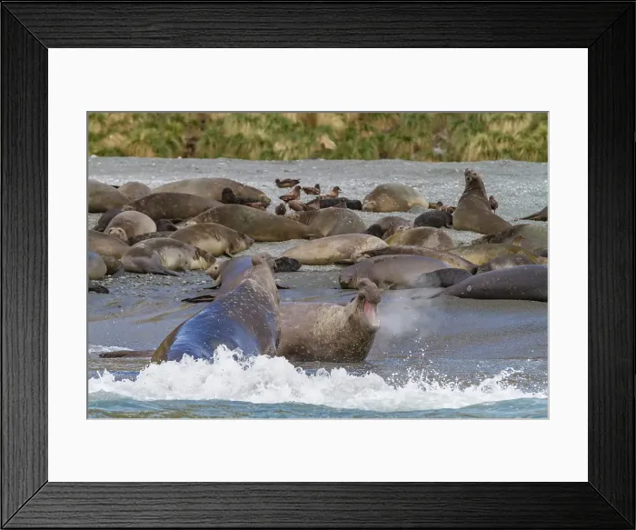 Framed Print : Adult bull southern elephant seals (Mirounga leonina) fighting for breeding grounds on South Georgia Island, Southern Ocean Framed Print : Adult bull southern elephant seals (Mirounga leonina) fighting for breeding grounds on South Georgia Island, Southern Ocean