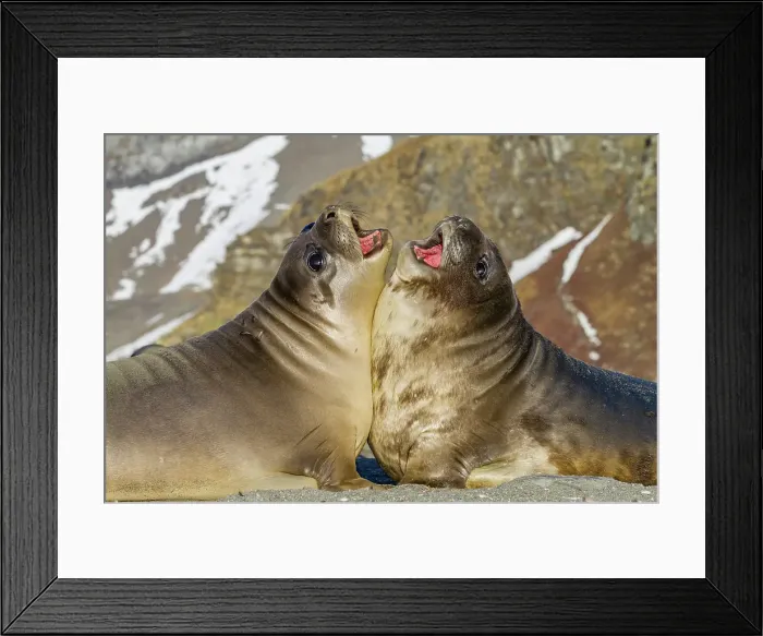 Framed Print : Male southern elephant seal (Mirounga leonina) pups mock fighting on South Georgia Island, Southern Ocean Framed Print : Male southern elephant seal (Mirounga leonina) pups mock fighting on South Georgia Island, Southern Ocean