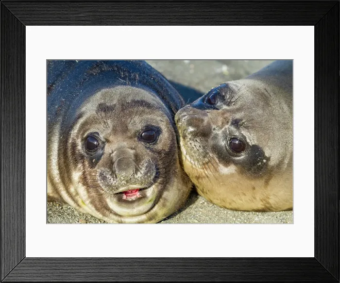 Framed Print : Southern elephant seal (Mirounga leonina) pup, called weaners once their mothers stop nursing them, South Georgia Island, Southern Ocean Framed Print : Southern elephant seal (Mirounga leonina) pup, called weaners once their mothers stop nursing them, South Georgia Island, Southern Ocean