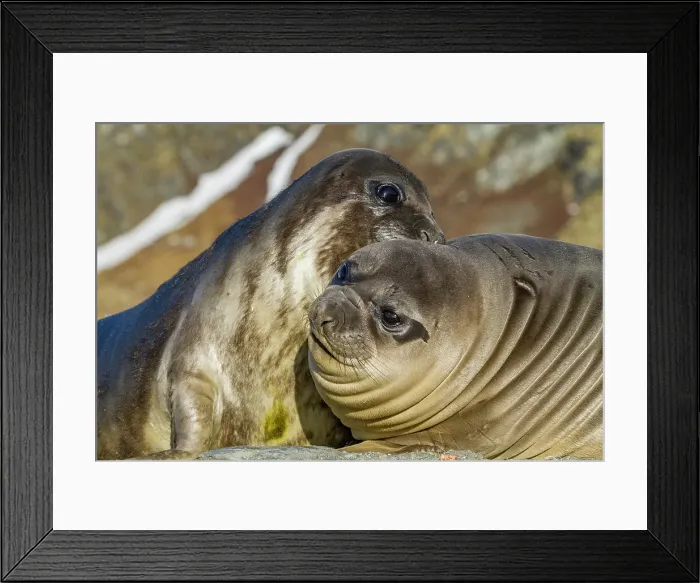 Framed Print : Male southern elephant seal (Mirounga leonina) pups mock fighting on South Georgia Island, Southern Ocean Framed Print : Male southern elephant seal (Mirounga leonina) pups mock fighting on South Georgia Island, Southern Ocean