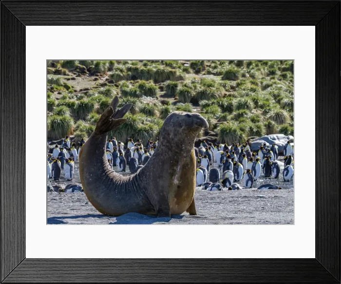 Framed Print : Bull southern elephant seal (Mirounga leonina) on South Georgia Island, Southern Ocean Framed Print : Bull southern elephant seal (Mirounga leonina) on South Georgia Island, Southern Ocean