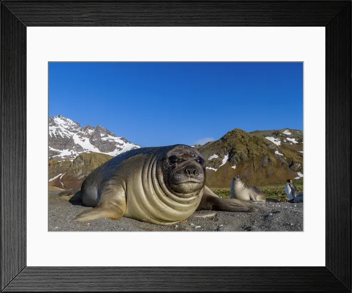 Framed Print : Southern elephant seal (Mirounga leonina) pup, called weaners once their mothers stop nursing them, South Georgia Island, Southern Ocean Framed Print : Southern elephant seal (Mirounga leonina) pup, called weaners once their mothers stop nursing them, South Georgia Island, Southern Ocean