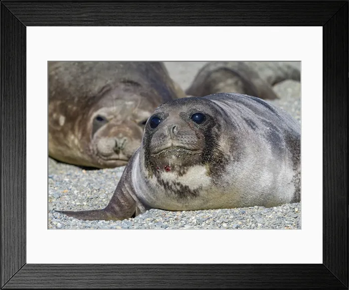 Framed Print : Southern elephant seal (Mirounga leonina) pup, called weaners once their mothers stop nursing, South Georgia Island, Southern Ocean