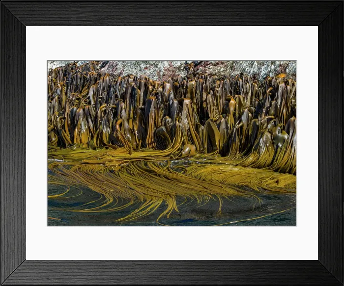 Framed Print : Very remote Shag Rocks, near South Georgia Island in the Scotia Sea, South Atlantic Ocean Framed Print : Very remote Shag Rocks, near South Georgia Island in the Scotia Sea, South Atlantic Ocean