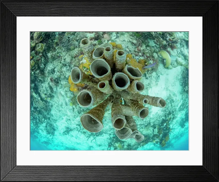 Framed Print : Underwater view of the reef along the circumference of the Great Blue Hole on Lighthouse Reef, UNESCO, Belize Framed Print : Underwater view of the reef along the circumference of the Great Blue Hole on Lighthouse Reef, UNESCO, Belize
