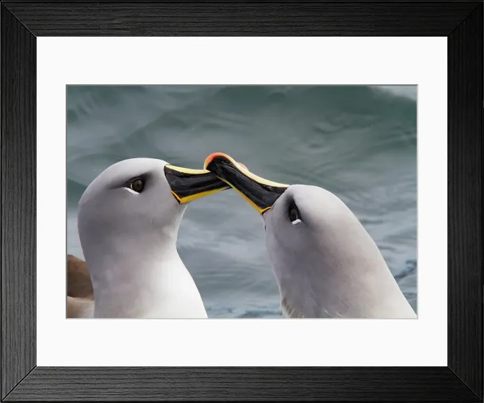 Framed Print : Adult Grey-headed Albatross (Thalassarche chrysostoma) courtship display at Elsehul, South Georgia Framed Print : Adult Grey-headed Albatross (Thalassarche chrysostoma) courtship display at Elsehul, South Georgia