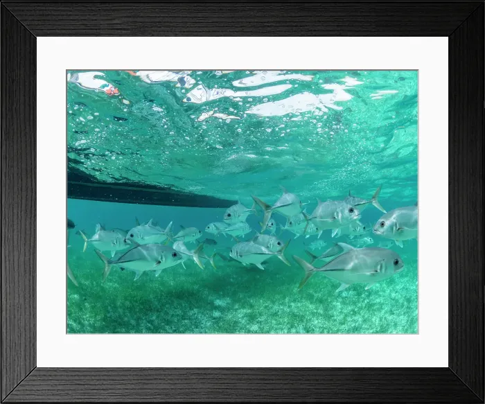 Framed Print : Horse-eye jacks (Caranx latus), schooling in Hol Chan Marine Preserve, inside the Mesoamerican Barrier Reef, Belize Framed Print : Horse-eye jacks (Caranx latus), schooling in Hol Chan Marine Preserve, inside the Mesoamerican Barrier Reef, Belize
