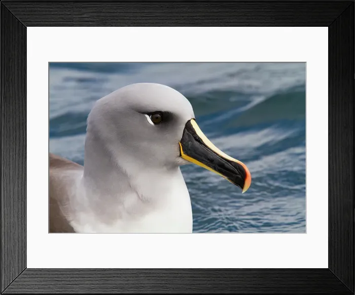 Framed Print : Adult Grey-headed Albatross (Thalassarche chrysostoma) resting on the sea at Elsehul, South Georgia Framed Print : Adult Grey-headed Albatross (Thalassarche chrysostoma) resting on the sea at Elsehul, South Georgia