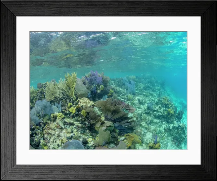 Framed Print : Underwater view of the reef along the circumference of the Great Blue Hole on Lighthouse Reef, UNESCO, Belize Framed Print : Underwater view of the reef along the circumference of the Great Blue Hole on Lighthouse Reef, UNESCO, Belize