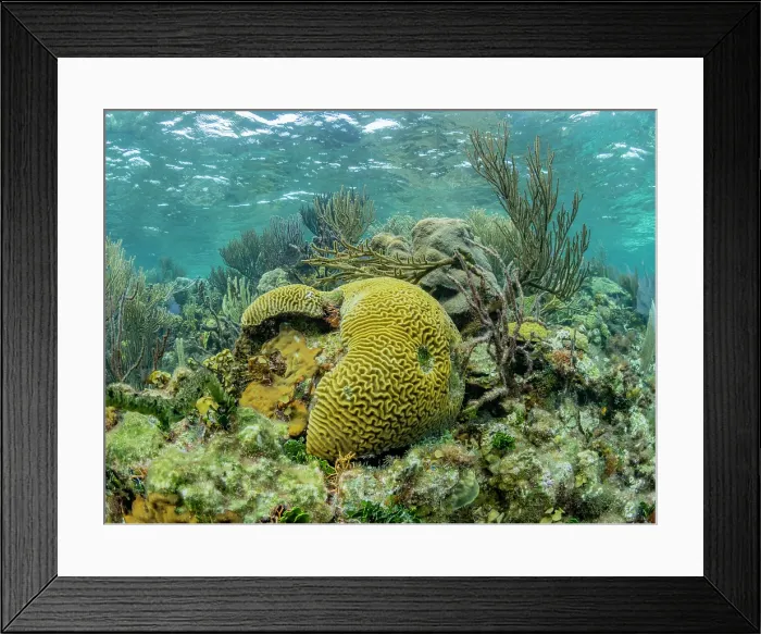 Framed Print : Underwater view of the reef along the circumference of the Great Blue Hole on Lighthouse Reef, UNESCO, Belize Framed Print : Underwater view of the reef along the circumference of the Great Blue Hole on Lighthouse Reef, UNESCO, Belize