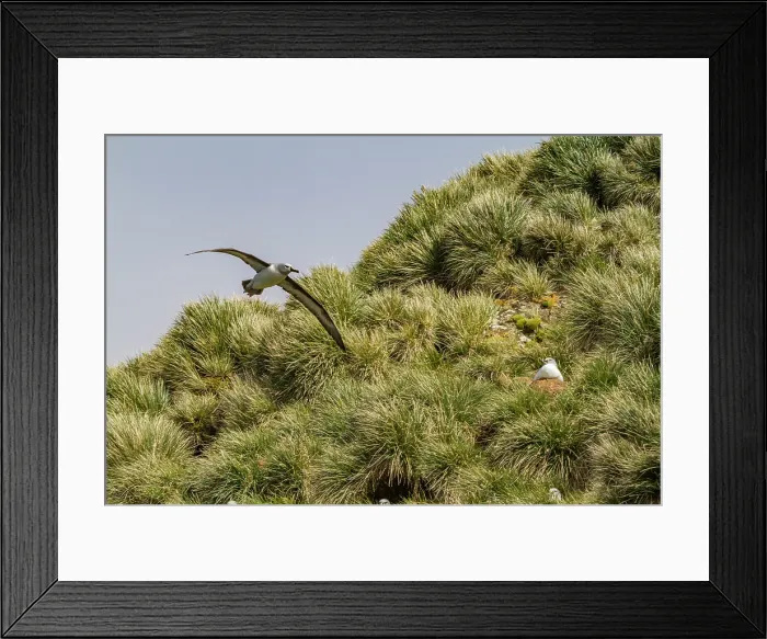 Framed Print : Adult Grey-headed Albatross (Thalassarche chrysostoma) in flight near nesting site at Elsehul, South Georgia
