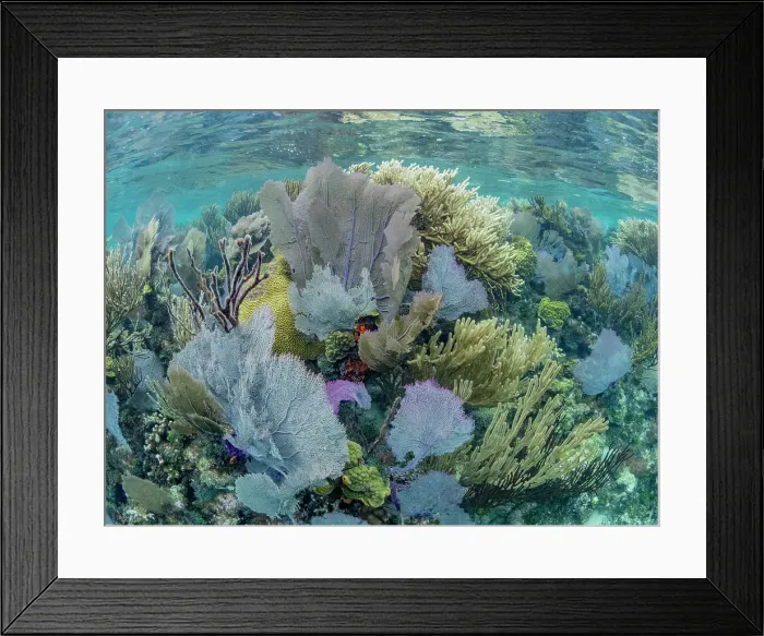 Framed Print : Underwater view of the reef along the circumference of the Great Blue Hole on Lighthouse Reef, UNESCO, Belize Framed Print : Underwater view of the reef along the circumference of the Great Blue Hole on Lighthouse Reef, UNESCO, Belize