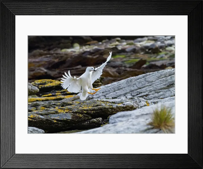 Framed Print : Adult male kelp goose (Chloephaga hybrida) in the Falkland Islands Framed Print : Adult male kelp goose (Chloephaga hybrida) in the Falkland Islands