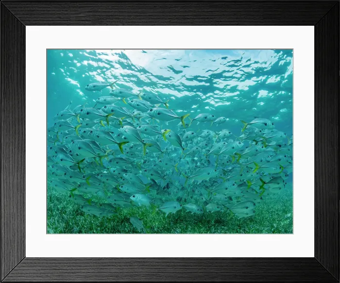 Framed Print : Horse-eye jacks (Caranx latus), schooling in Hol Chan Marine Preserve, inside the Mesoamerican Barrier Reef, Belize Framed Print : Horse-eye jacks (Caranx latus), schooling in Hol Chan Marine Preserve, inside the Mesoamerican Barrier Reef, Belize
