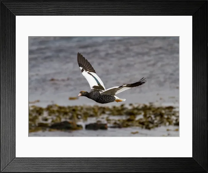 Framed Print : Adult female kelp goose (Chloephaga hybrida) in the Falkland Islands Framed Print : Adult female kelp goose (Chloephaga hybrida) in the Falkland Islands