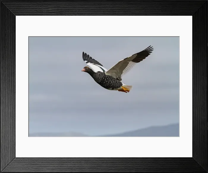 Framed Print : Adult female kelp goose (Chloephaga hybrida) in the Falkland Islands Framed Print : Adult female kelp goose (Chloephaga hybrida) in the Falkland Islands