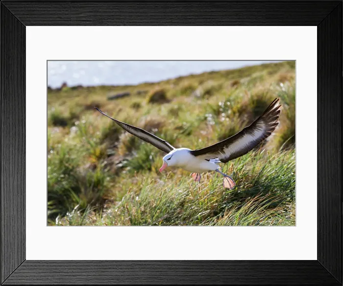 Framed Print : Black-browed albatross (Thalassarche melanophrys) in flight on New Island in the Falkland Islands Framed Print : Black-browed albatross (Thalassarche melanophrys) in flight on New Island in the Falkland Islands