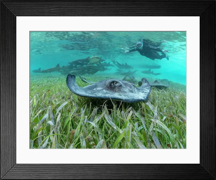 Framed Print : Southern stingray (Hypanus americanus) with snorkeler in shark and ray alley, Caye Caulker, Mesoamerican Barrier Reef, Belize Framed Print : Southern stingray (Hypanus americanus) with snorkeler in shark and ray alley, Caye Caulker, Mesoamerican Barrier Reef, Belize