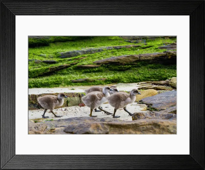 Framed Print : Upland goose (Chloephaga picta) goslings on Carcass Island in the Falkland Islands Framed Print : Upland goose (Chloephaga picta) goslings on Carcass Island in the Falkland Islands