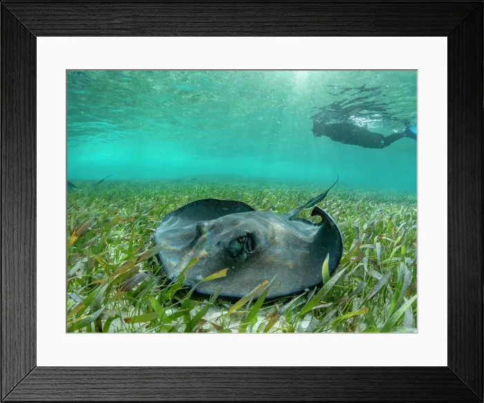 Framed Print : Southern stingray (Hypanus americanus), with snorkeler in shark and ray alley, Caye Caulker, Mesoamerican Barrier Reef, Belize Framed Print : Southern stingray (Hypanus americanus), with snorkeler in shark and ray alley, Caye Caulker, Mesoamerican Barrier Reef, Belize