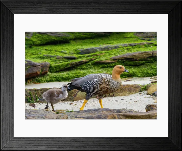 Framed Print : Adult female upland goose (Chloephaga picta) with goslings on Carcass Island in the Falkland Islands Framed Print : Adult female upland goose (Chloephaga picta) with goslings on Carcass Island in the Falkland Islands