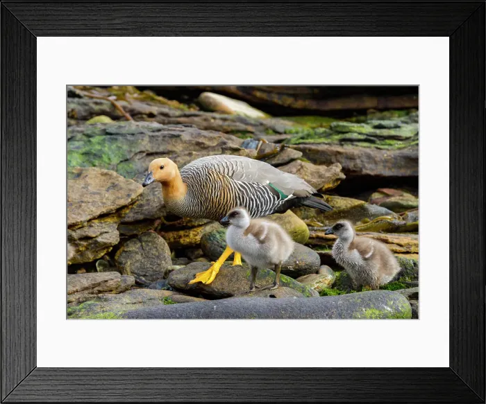 Framed Print : Adult female upland goose (Chloephaga picta) with goslings on Carcass Island in the Falkland Islands Framed Print : Adult female upland goose (Chloephaga picta) with goslings on Carcass Island in the Falkland Islands