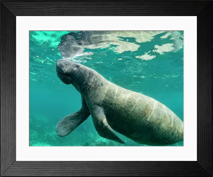 Framed Print : West Indian manatee (Trichechus manatus), on the reef near Caye Caulker, inside the Mesoamerican Barrier Reef, Belize Framed Print : West Indian manatee (Trichechus manatus), on the reef near Caye Caulker, inside the Mesoamerican Barrier Reef, Belize