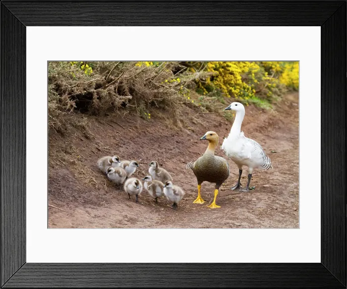 Framed Print : Adult upland goose pair (Chloephaga picta) with goslings on Carcass Island in the Falkland Islands