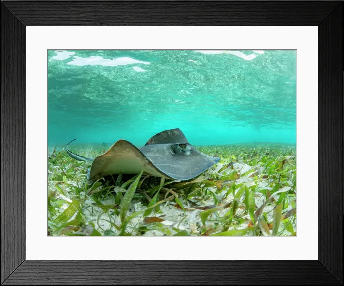 Framed Print : Southern stingray (Hypanus americanus) over sand in shark and ray alley, Caye Caulker, Mesoamerican Barrier Reef, Belize Framed Print : Southern stingray (Hypanus americanus) over sand in shark and ray alley, Caye Caulker, Mesoamerican Barrier Reef, Belize