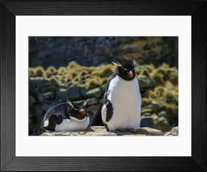 Framed Print : Adult rockhopper penguins (Eudyptes chrysocome chrysocome) at breeding and molting colony on New Island, Falkland Islands Framed Print : Adult rockhopper penguins (Eudyptes chrysocome chrysocome) at breeding and molting colony on New Island, Falkland Islands