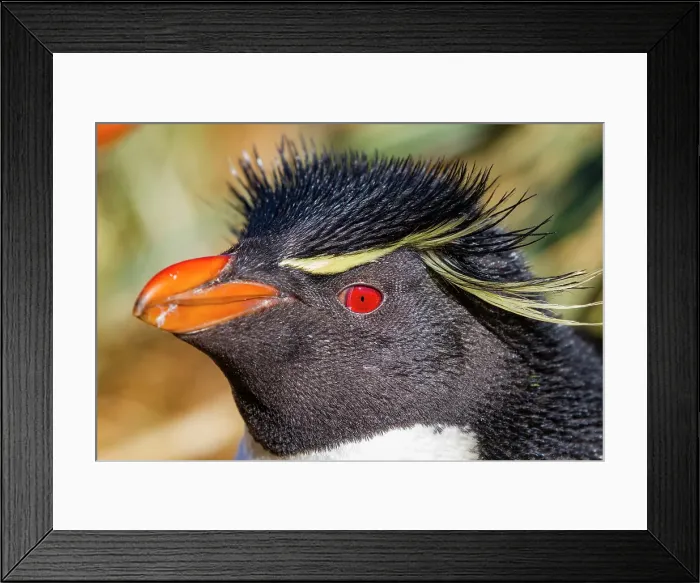 Framed Print : Adult rockhopper penguin (Eudyptes chrysocome chrysocome) at breeding and molting colony on New Island, Falkland Islands Framed Print : Adult rockhopper penguin (Eudyptes chrysocome chrysocome) at breeding and molting colony on New Island, Falkland Islands
