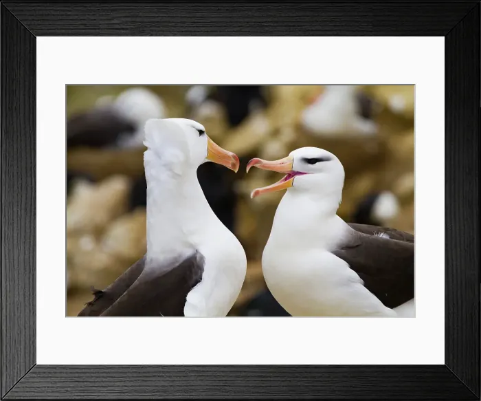 Framed Print : Black-browed albatross (Thalassarche melanophrys) breeding colony on New Island in the Falkland Island Framed Print : Black-browed albatross (Thalassarche melanophrys) breeding colony on New Island in the Falkland Island
