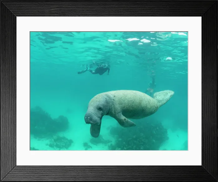 Framed Print : West Indian manatee (Trichechus manatus), with snorkelers near Caye Caulker, inside the Mesoamerican Barrier Reef, Belize Framed Print : West Indian manatee (Trichechus manatus), with snorkelers near Caye Caulker, inside the Mesoamerican Barrier Reef, Belize