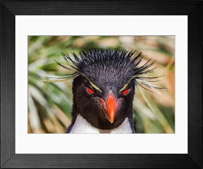 Framed Print : Adult rockhopper penguin (Eudyptes chrysocome chrysocome) at breeding and molting colony on New Island, Falkland Islands Framed Print : Adult rockhopper penguin (Eudyptes chrysocome chrysocome) at breeding and molting colony on New Island, Falkland Islands