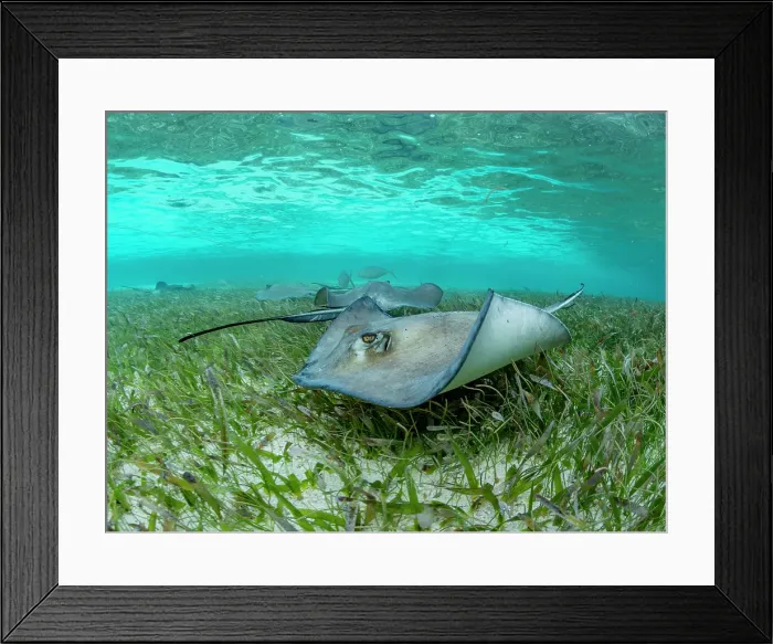 Framed Print : Southern stingray (Hypanus americanus) over sand in shark and ray alley, Caye Caulker, Mesoamerican Barrier Reef, Belize Framed Print : Southern stingray (Hypanus americanus) over sand in shark and ray alley, Caye Caulker, Mesoamerican Barrier Reef, Belize