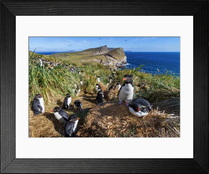 Framed Print : Adult rockhopper penguins (Eudyptes chrysocome chrysocome) at breeding and molting colony on New Island, Falkland Islands Framed Print : Adult rockhopper penguins (Eudyptes chrysocome chrysocome) at breeding and molting colony on New Island, Falkland Islands