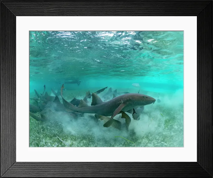 Framed Print : Nurse sharks (Ginglymostoma cirratum), being fed in shark and ray alley, Caye Caulker, Mesoamerican Barrier Reef, Belize Framed Print : Nurse sharks (Ginglymostoma cirratum), being fed in shark and ray alley, Caye Caulker, Mesoamerican Barrier Reef, Belize