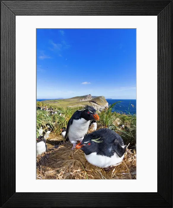 Framed Print : Adult rockhopper penguins (Eudyptes chrysocome chrysocome) at breeding and molting colony on New Island, Falkland Islands Framed Print : Adult rockhopper penguins (Eudyptes chrysocome chrysocome) at breeding and molting colony on New Island, Falkland Islands