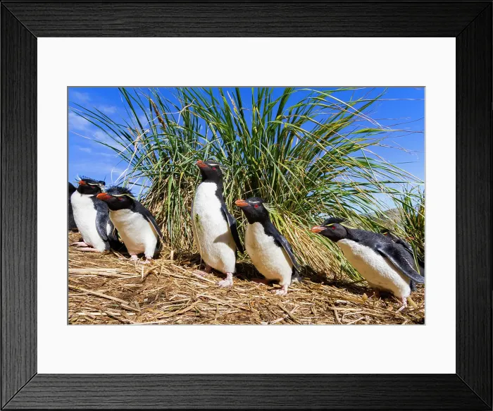 Framed Print : Adult rockhopper penguins (Eudyptes chrysocome chrysocome) at breeding and molting colony on New Island, Falkland Islands Framed Print : Adult rockhopper penguins (Eudyptes chrysocome chrysocome) at breeding and molting colony on New Island, Falkland Islands