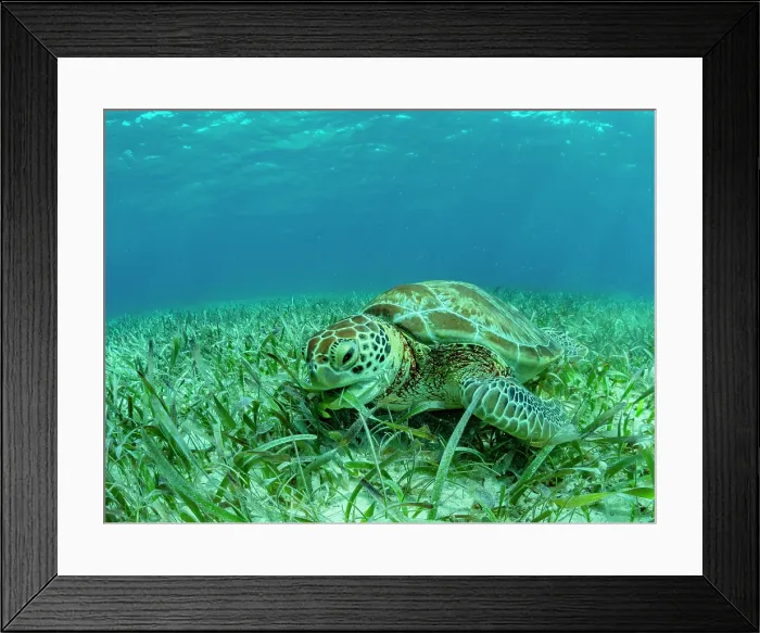 Framed Print : Green sea turtle (Chelonia mydas), feeding on the sand near Caye Caulker, inside the Mesoamerican Barrier Reef, Belize Framed Print : Green sea turtle (Chelonia mydas), feeding on the sand near Caye Caulker, inside the Mesoamerican Barrier Reef, Belize