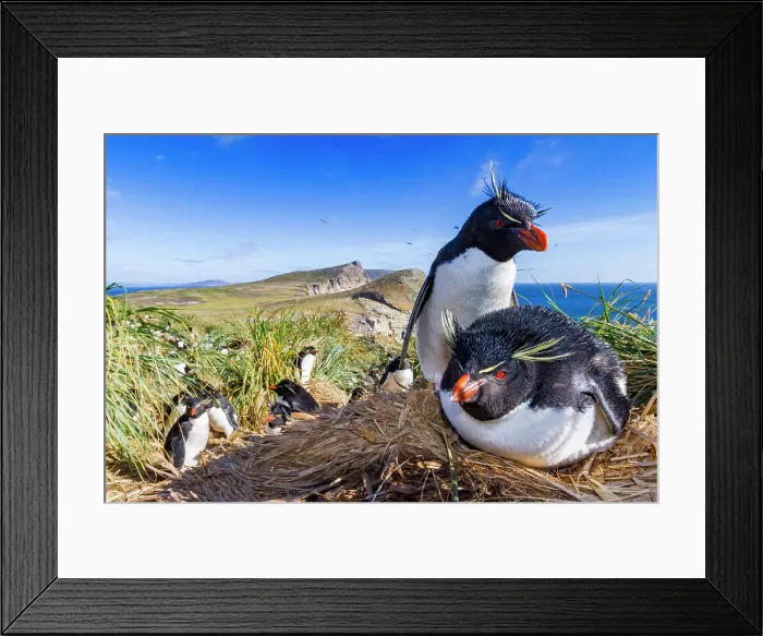 Framed Print : Adult rockhopper penguins (Eudyptes chrysocome chrysocome) at breeding and molting colony on New Island, Falkland Islands Framed Print : Adult rockhopper penguins (Eudyptes chrysocome chrysocome) at breeding and molting colony on New Island, Falkland Islands