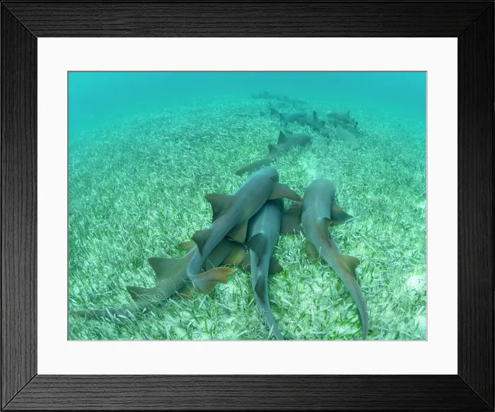 Framed Print : Nurse sharks (Ginglymostoma cirratum), massing in Hol Chan Marine Preserve, inside the Mesoamerican Barrier Reef, Belize Framed Print : Nurse sharks (Ginglymostoma cirratum), massing in Hol Chan Marine Preserve, inside the Mesoamerican Barrier Reef, Belize