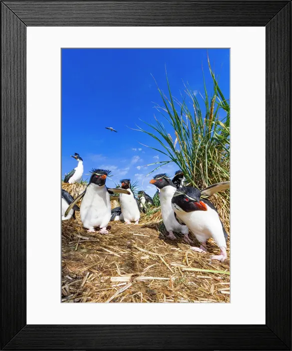 Framed Print : Adult rockhopper penguins (Eudyptes chrysocome chrysocome) at breeding and molting colony on New Island, Falkland Islands Framed Print : Adult rockhopper penguins (Eudyptes chrysocome chrysocome) at breeding and molting colony on New Island, Falkland Islands
