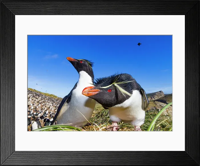 Framed Print : Adult rockhopper penguins (Eudyptes chrysocome chrysocome) at breeding and molting colony on New Island, Falkland Islands Framed Print : Adult rockhopper penguins (Eudyptes chrysocome chrysocome) at breeding and molting colony on New Island, Falkland Islands