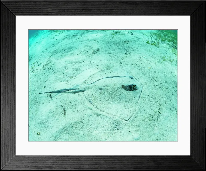 Framed Print : Southern stingray (Hypanus americanus) buried in shark and ray alley, Caye Caulker, Mesoamerican Barrier Reef, Belize Framed Print : Southern stingray (Hypanus americanus) buried in shark and ray alley, Caye Caulker, Mesoamerican Barrier Reef, Belize