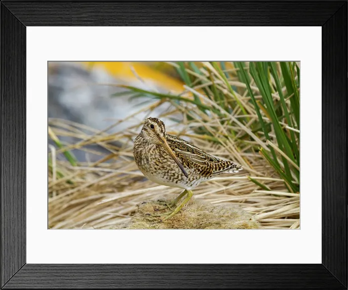 Framed Print : Adult Magellanic snipe (Gallinago paraguaiae magellanica) on Carcass Island in the Falkland Islands Framed Print : Adult Magellanic snipe (Gallinago paraguaiae magellanica) on Carcass Island in the Falkland Islands