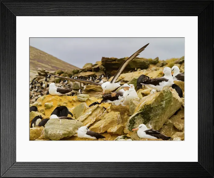 Framed Print : Black-browed albatross (Thalassarche melanophrys) in flight on New Island in the Falkland Islands Framed Print : Black-browed albatross (Thalassarche melanophrys) in flight on New Island in the Falkland Islands