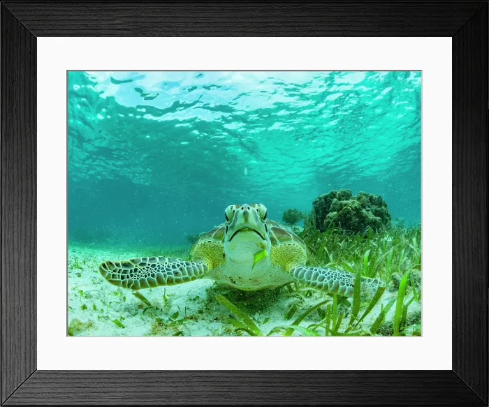 Framed Print : Green sea turtle (Chelonia mydas), feeding on the sand near Caye Caulker, inside the Mesoamerican Barrier Reef, Belize Framed Print : Green sea turtle (Chelonia mydas), feeding on the sand near Caye Caulker, inside the Mesoamerican Barrier Reef, Belize