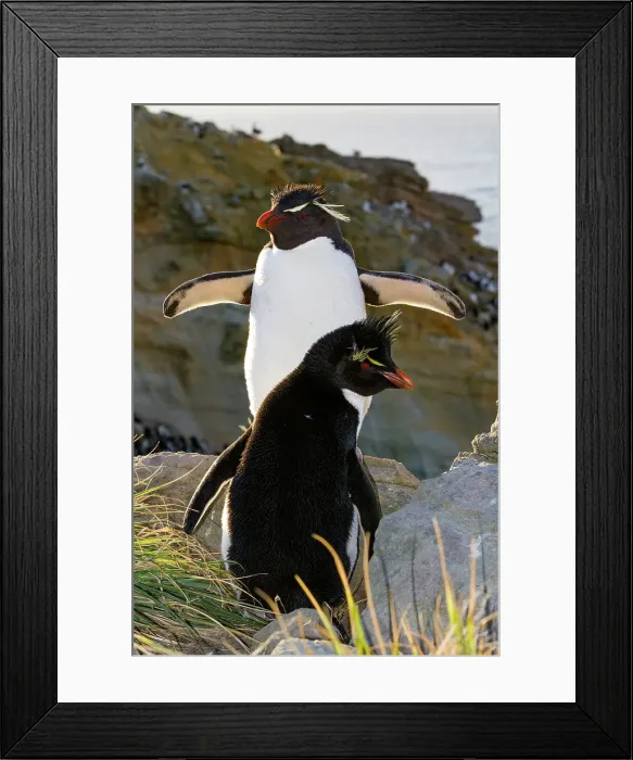 Framed Print : Adult rockhopper penguins (Eudyptes chrysocome chrysocome) at breeding and molting colony on New Island, Falkland Islands Framed Print : Adult rockhopper penguins (Eudyptes chrysocome chrysocome) at breeding and molting colony on New Island, Falkland Islands