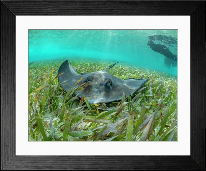 Framed Print : Southern stingray (Hypanus americanus), with snorkeler in shark and ray alley, Caye Caulker, Mesoamerican Barrier Reef, Belize Framed Print : Southern stingray (Hypanus americanus), with snorkeler in shark and ray alley, Caye Caulker, Mesoamerican Barrier Reef, Belize